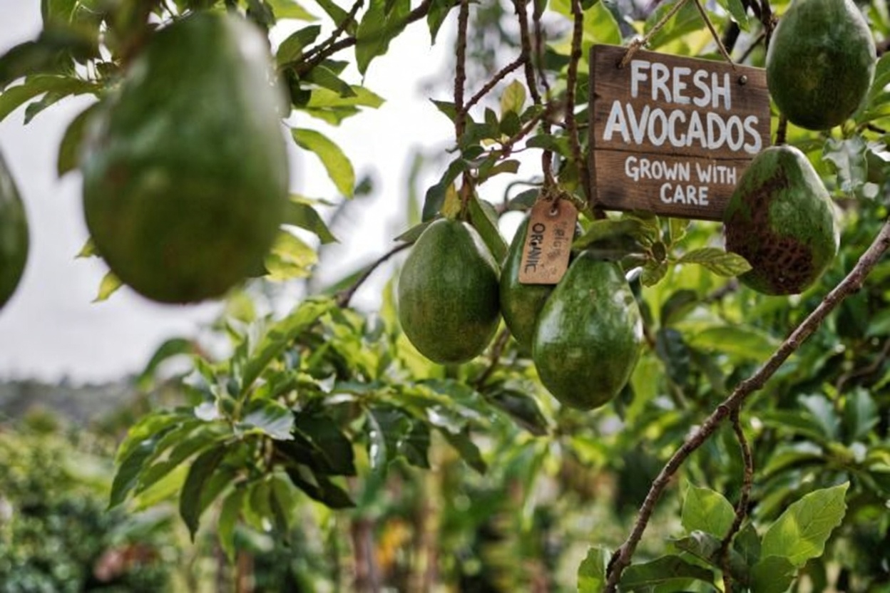 Feel Lighter Fast: The Anti-Bloat Grocery List Your Gut Will Love