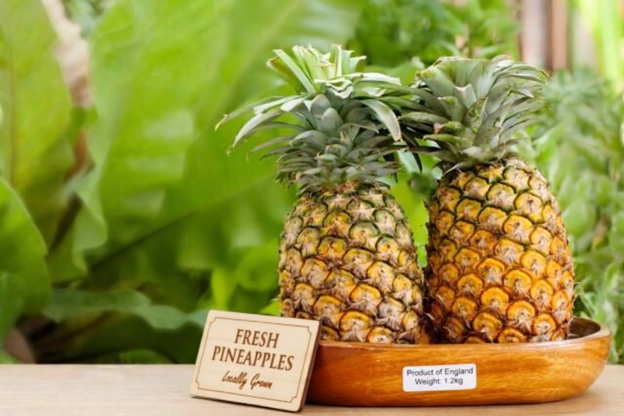 Feel Lighter Fast: The Anti-Bloat Grocery List Your Gut Will Love