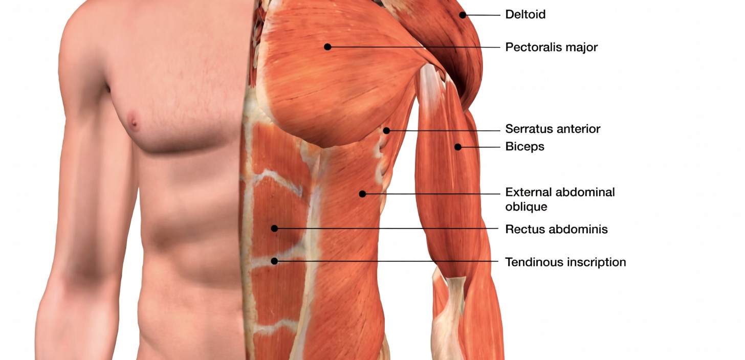 13 Best Science-Backed Chest Exercises for Huge Pecs