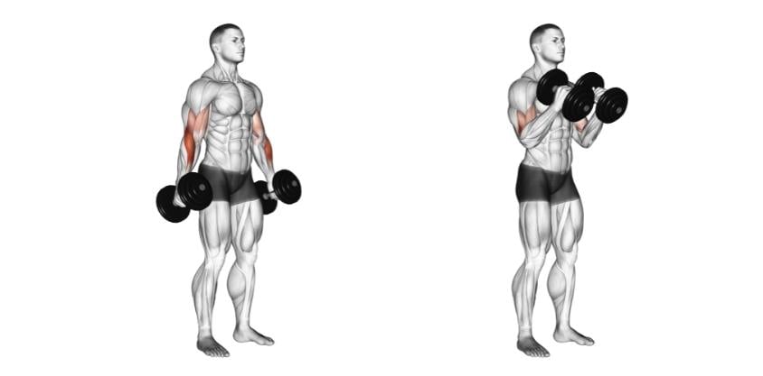 Build Bigger Arms with This 20-Minute Dumbbell Arm Workout