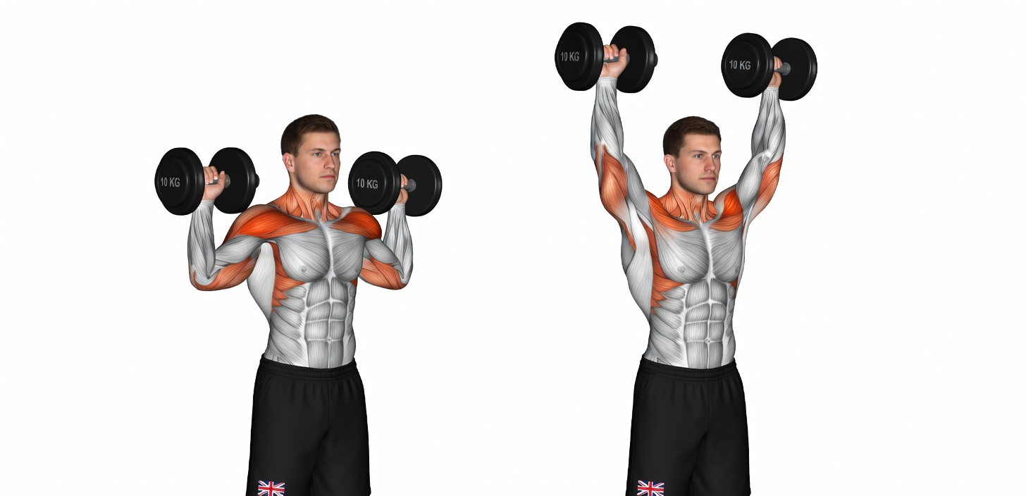 3-Day Workout Split: The Best Muscle-Building Full-Body Workout Plan