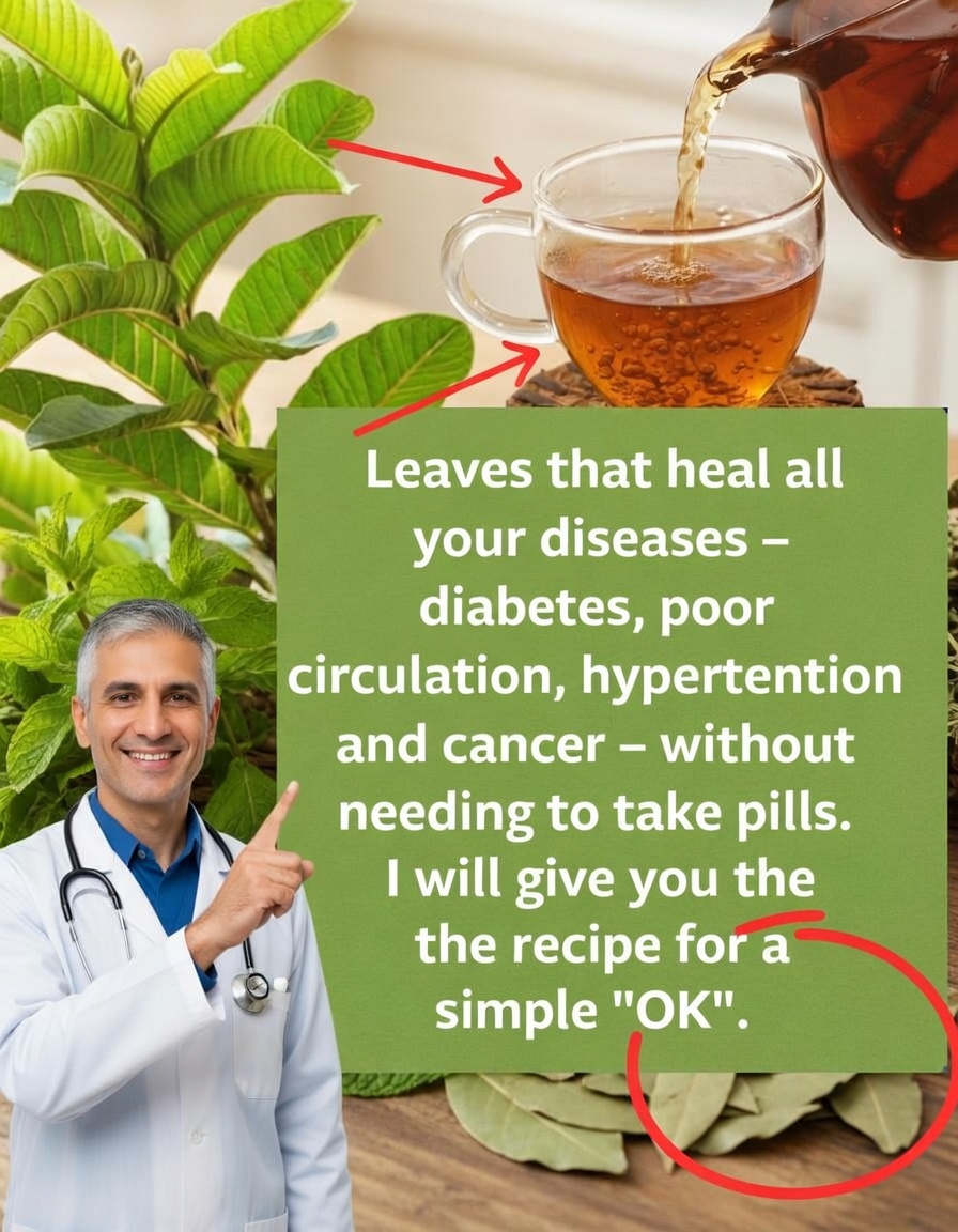 The leaves that cure all your diseases – diabetes, poor circulation, hypertension and cancer – without needing to take pills