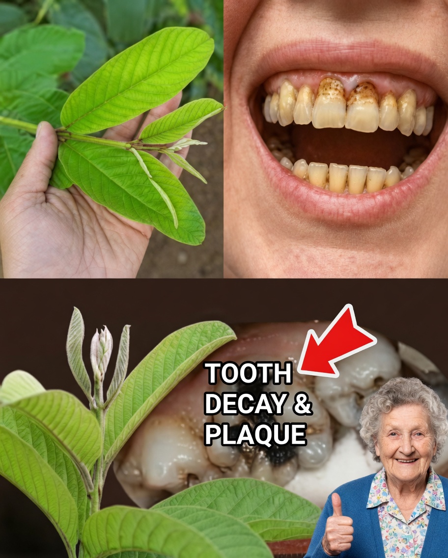 Top 3 Ways to Treat Tooth Decay with Guava Leaves – Simple and Cost-Effective