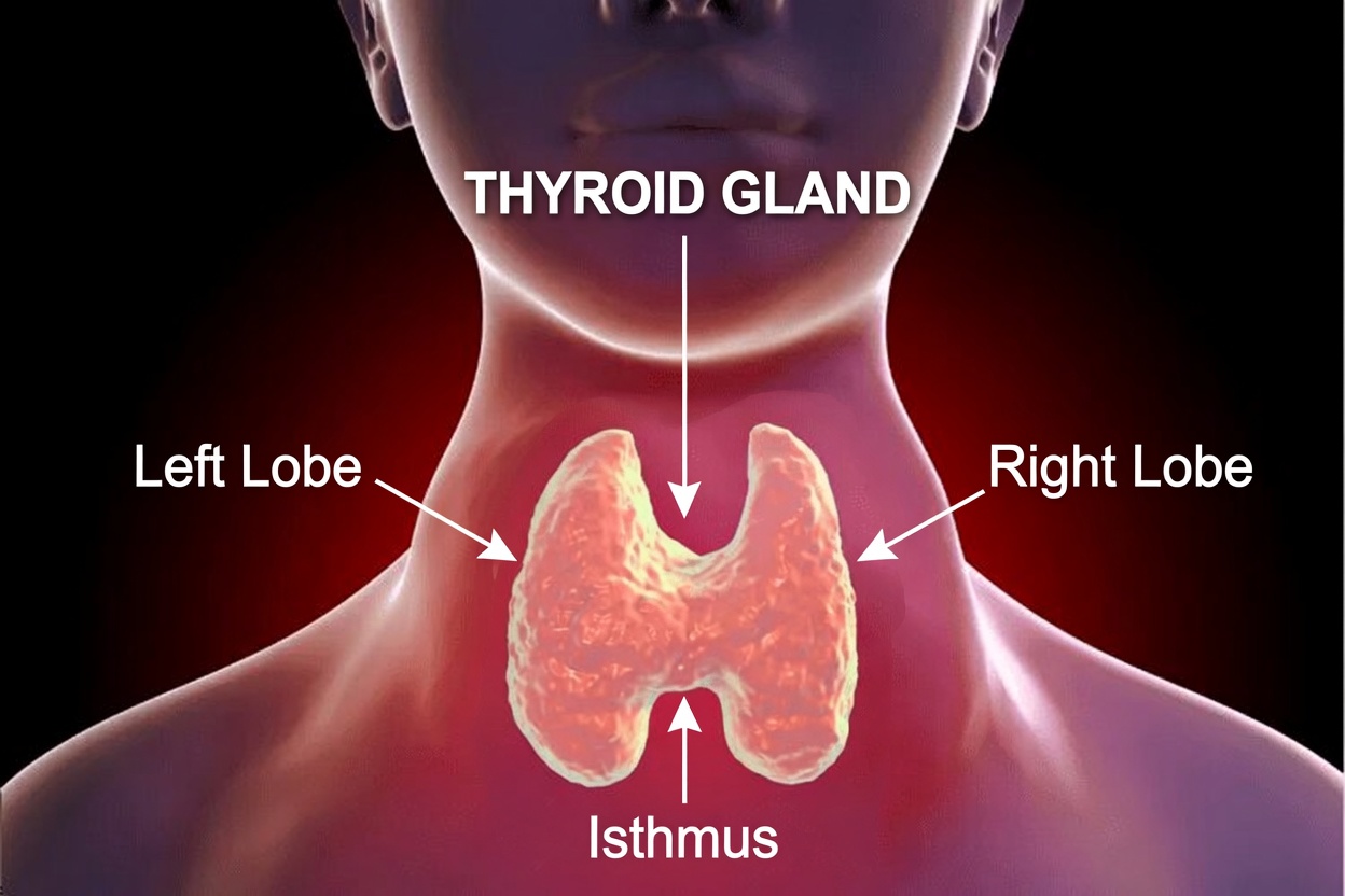 6 Simple, Science-Backed Steps to Naturally Support Your Thyroid Health (And Why It Could Change How You Feel Every Day)