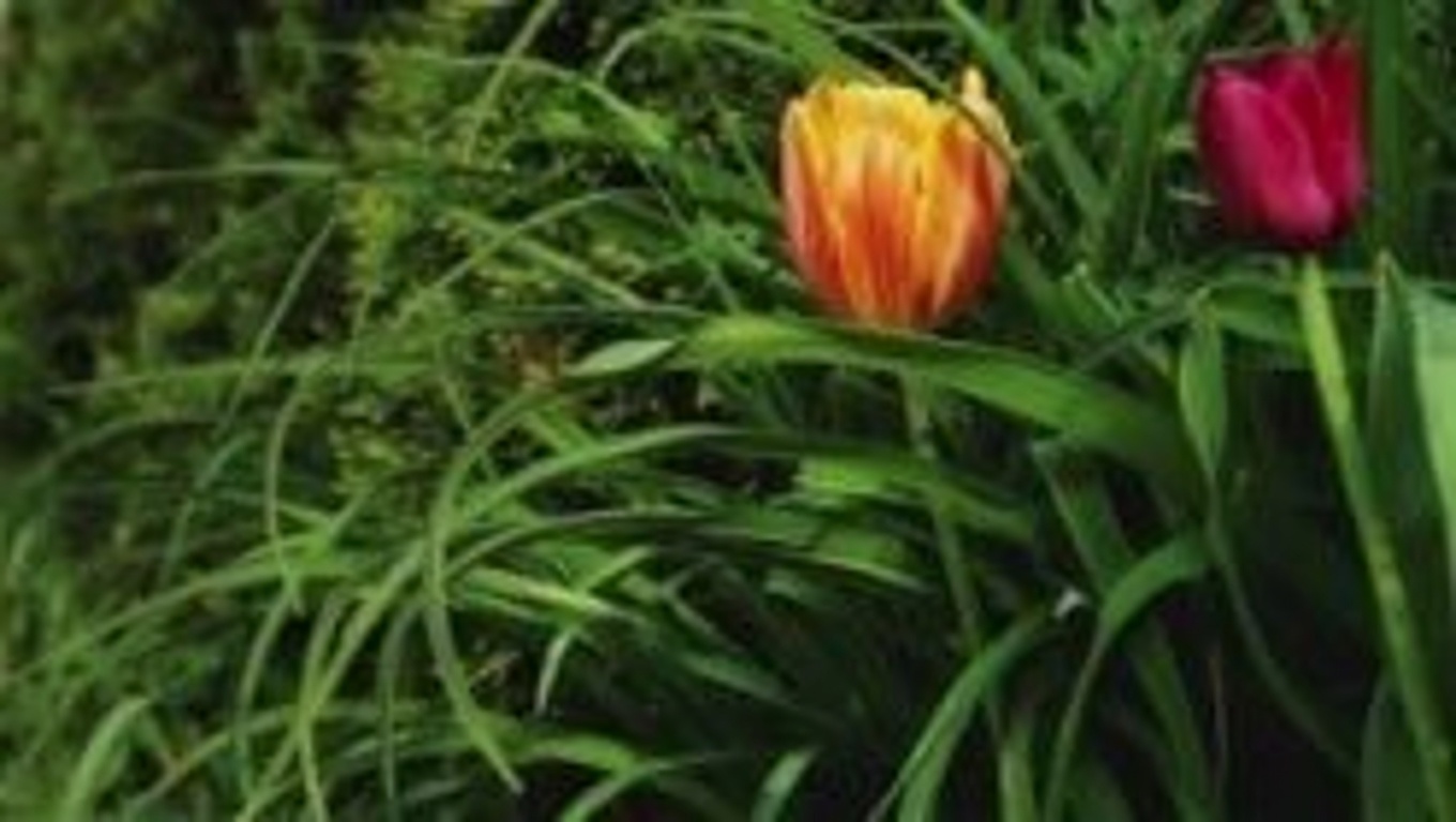 Ageratum conyzoides (Billygoat Weed): 15 Incredible Benefits and How to Use It