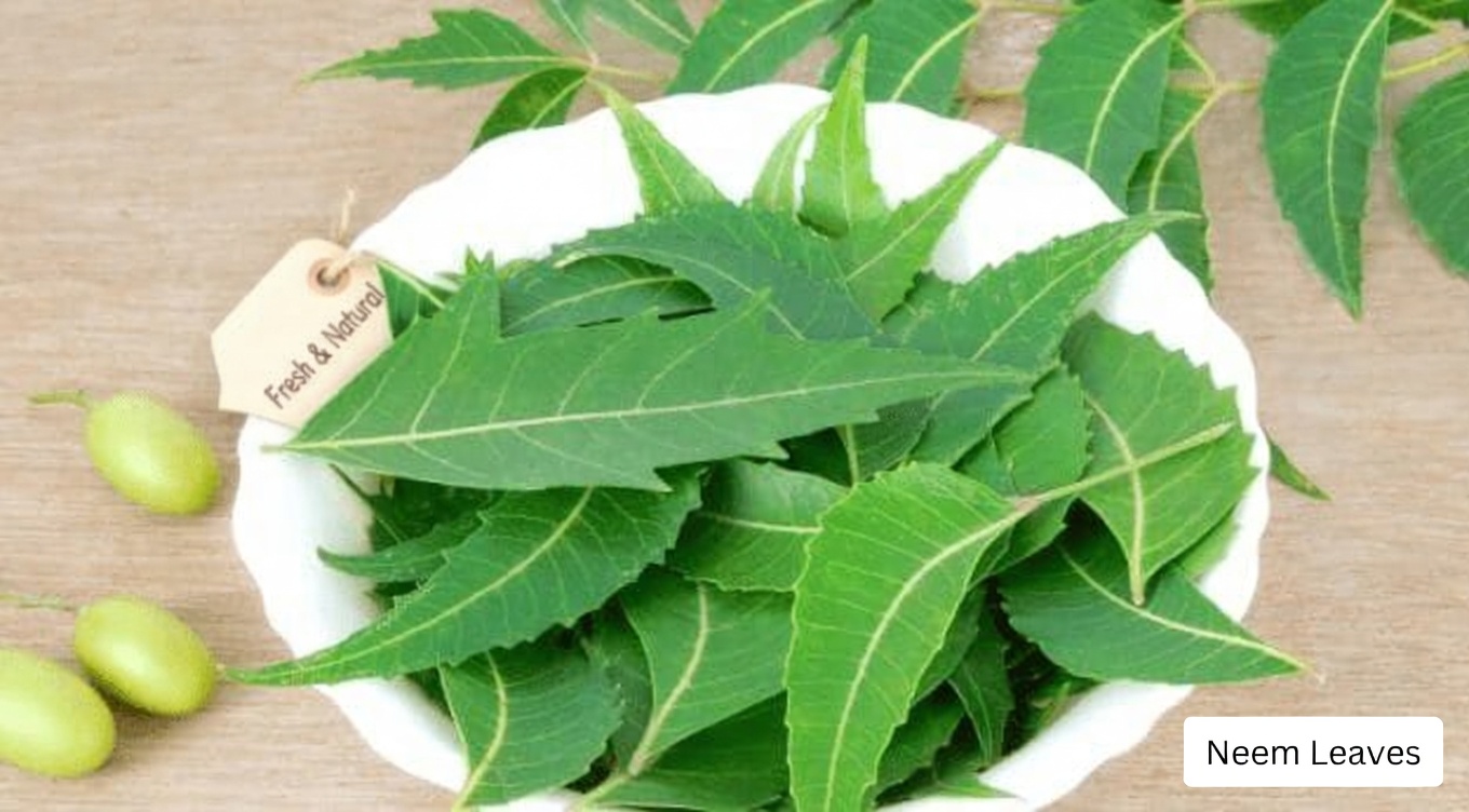 The Little-Known Asian Leaf That’s Quietly Turning Heads in Natural Health Circles