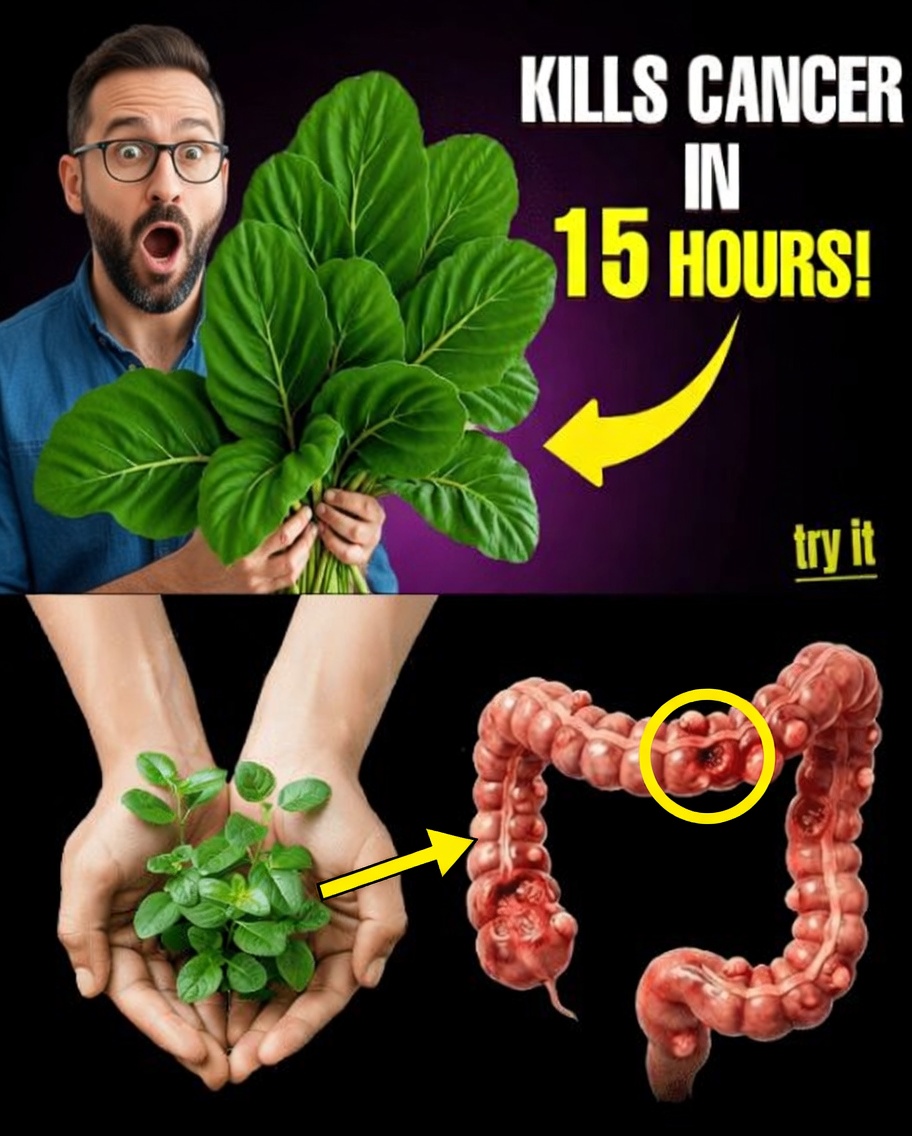 The Overlooked Leaf That May Help Your Body Fight Cancer Cells (And 14 More Natural Strategies Big Pharma Doesn’t Want You to Know)