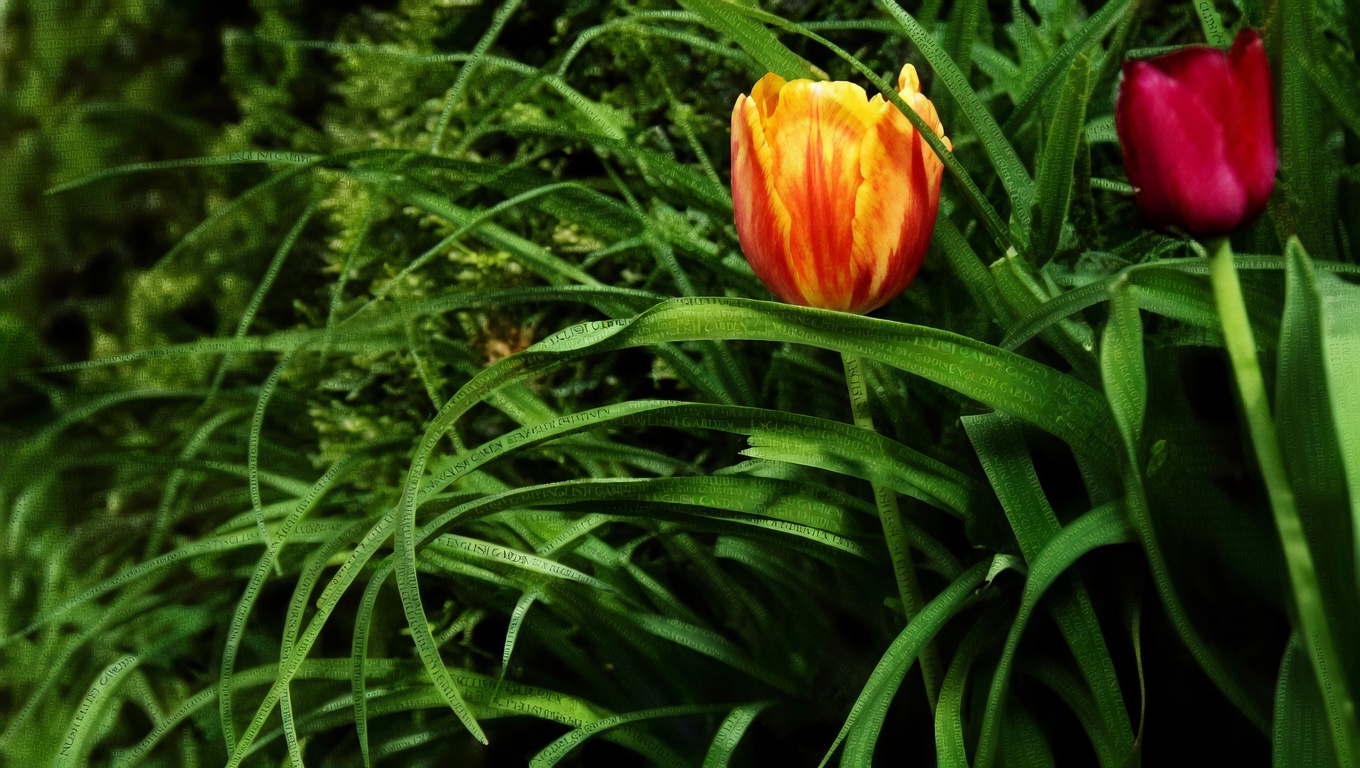 The Hidden Power of the Honey Locust Tree: Benefits and Homemade Uses