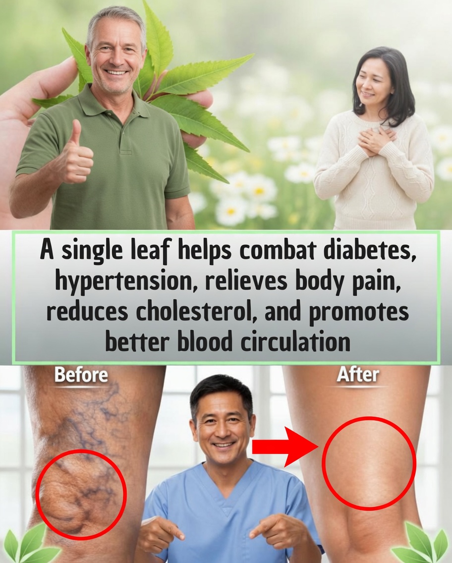 The Neem Leaf: A Traditional Plant with Multiple Benefits