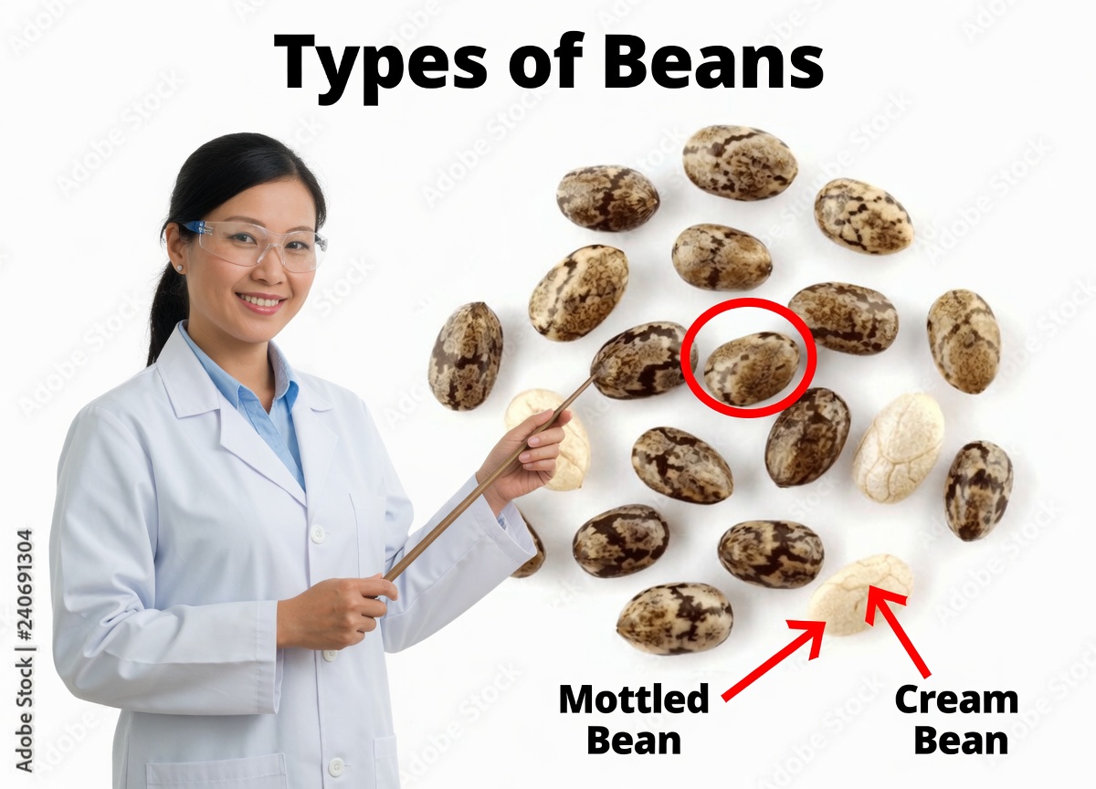 The Hidden Power of Three Tiny Seeds: How Japan’s Longevity Secrets Could Save Your Vision After 60