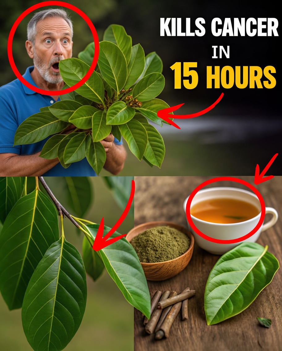 The Leaf That DESTROYS Cancer Cells