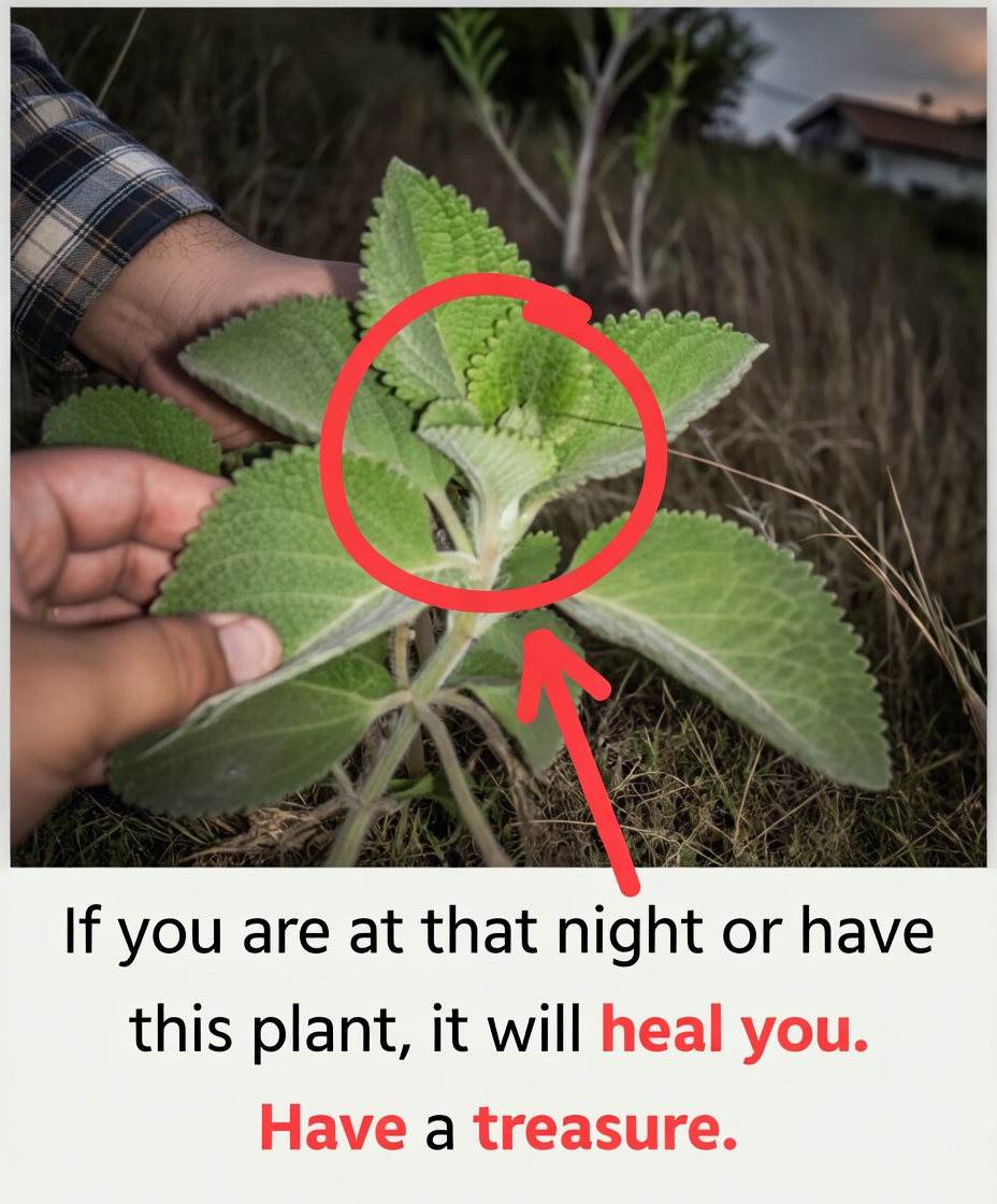 If You Have This Plant at Home, You Have a Treasure