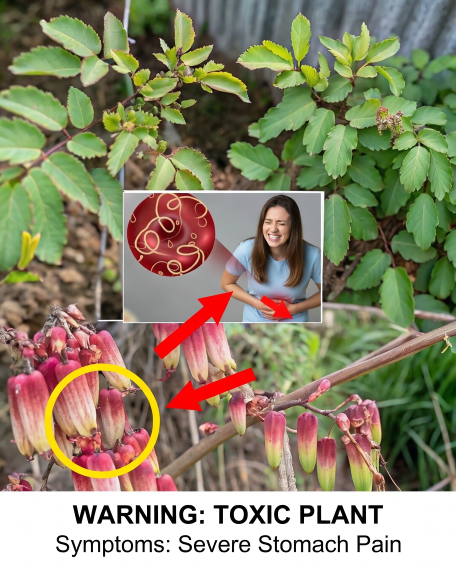 Bryophyllum Pinnatum: Health Benefits, Uses and More