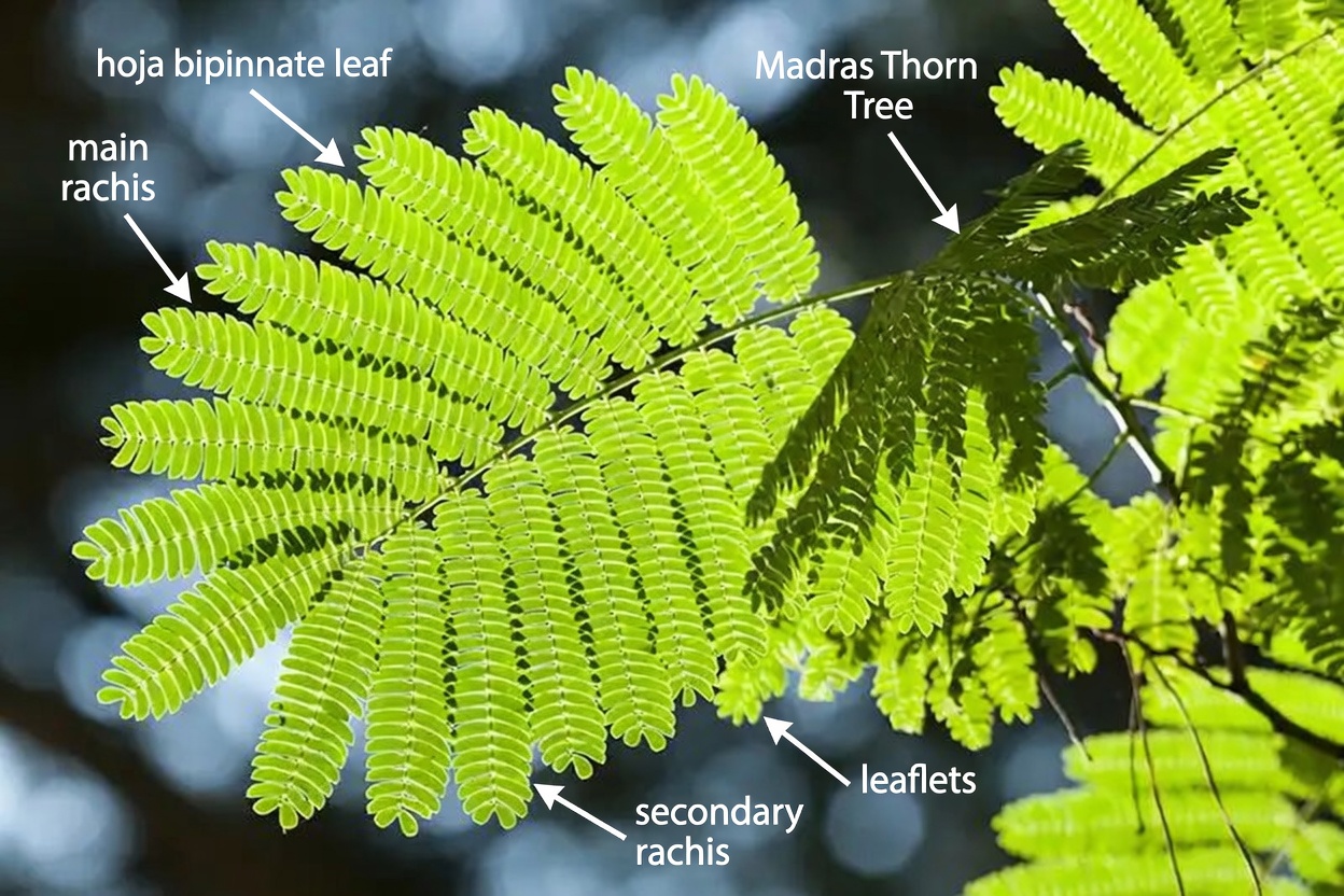 Albizia julibrissin: Exploring the Benefits of Bark, Flowers, and Leaves