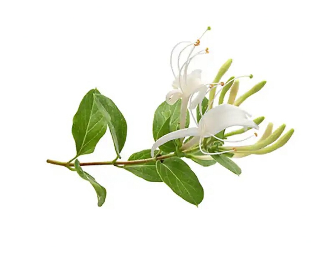 Japanese Honeysuckle (Lonicera japonica): Health Benefits and Homemade Uses
