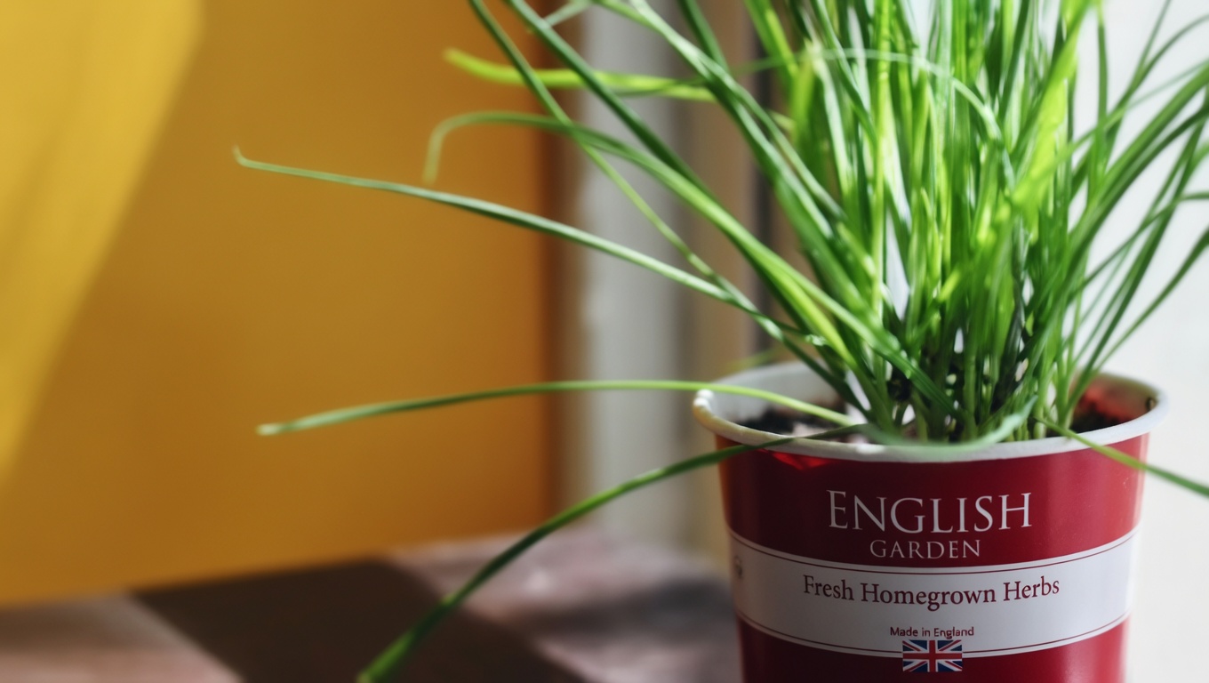 Red Clover: 15 Amazing Benefits and How to Use This Healing Herb