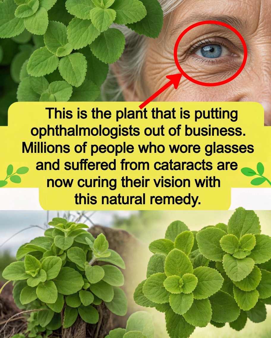 Big-Eared Oregano for Vision Health