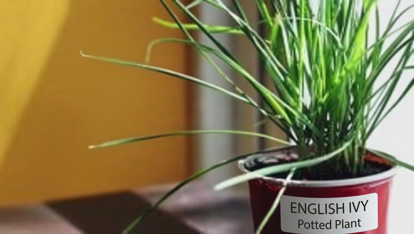 White Clover (Trifolium repens): 15 Benefits and Homemade Uses