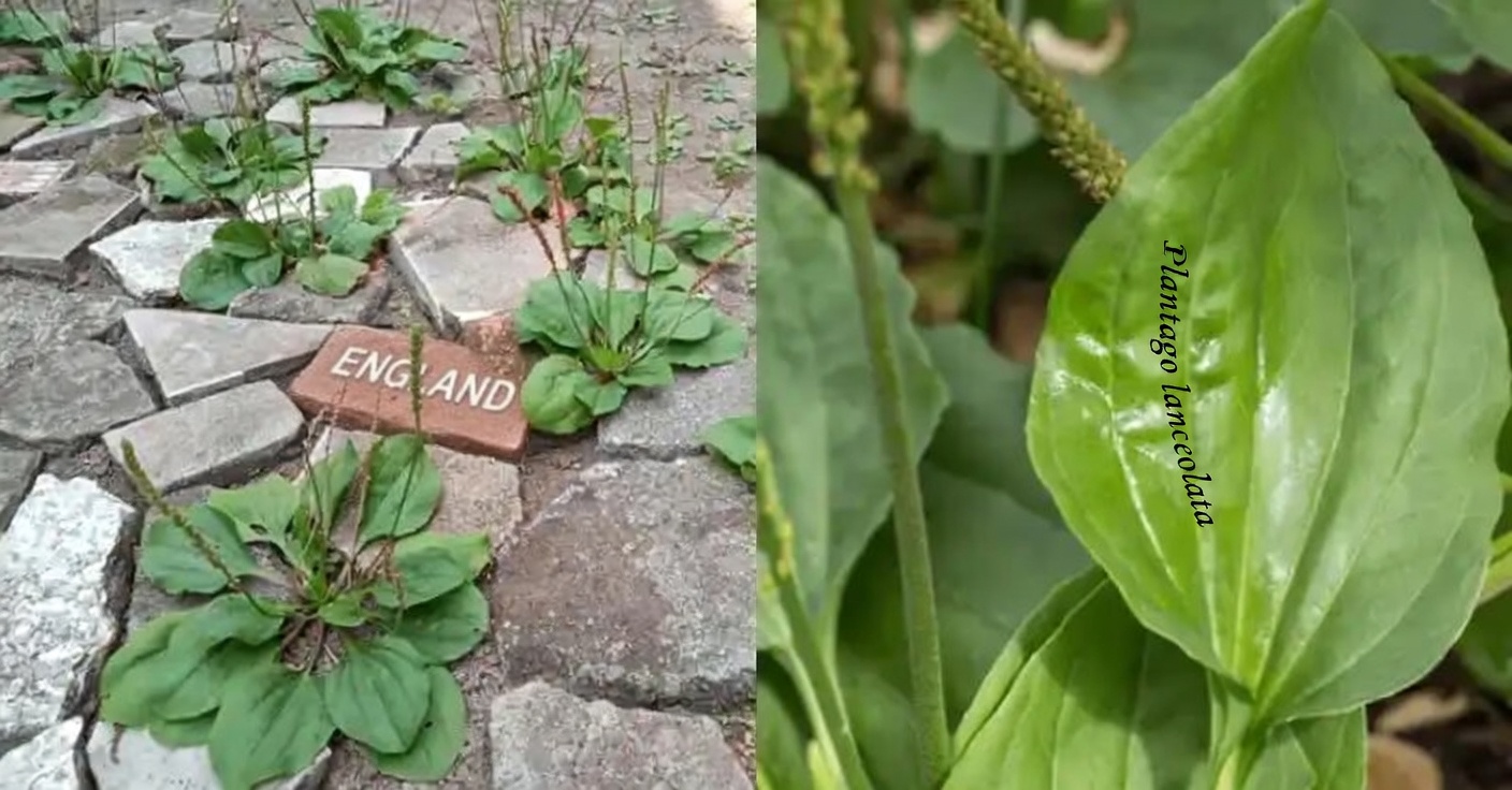 Weeds or Wonders? Discover the Hidden Treasures in These 4 Common Plants