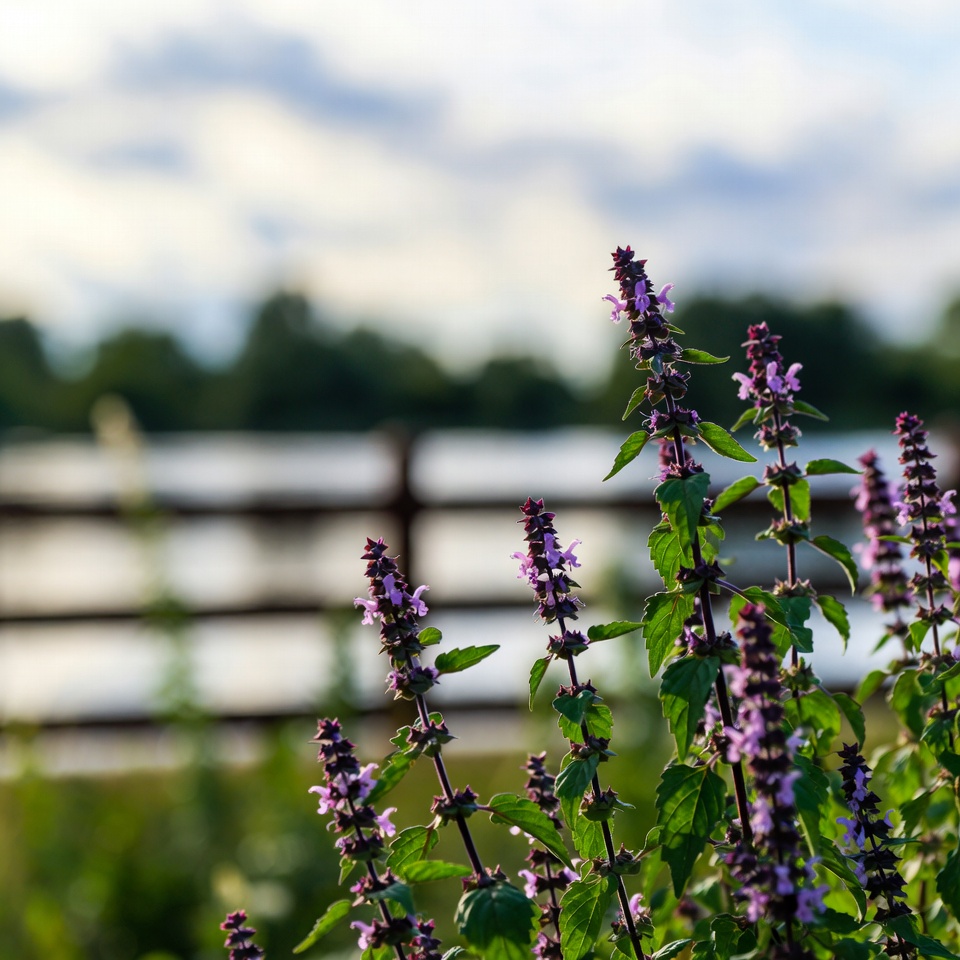 Basil Flowers: Uses and Benefits