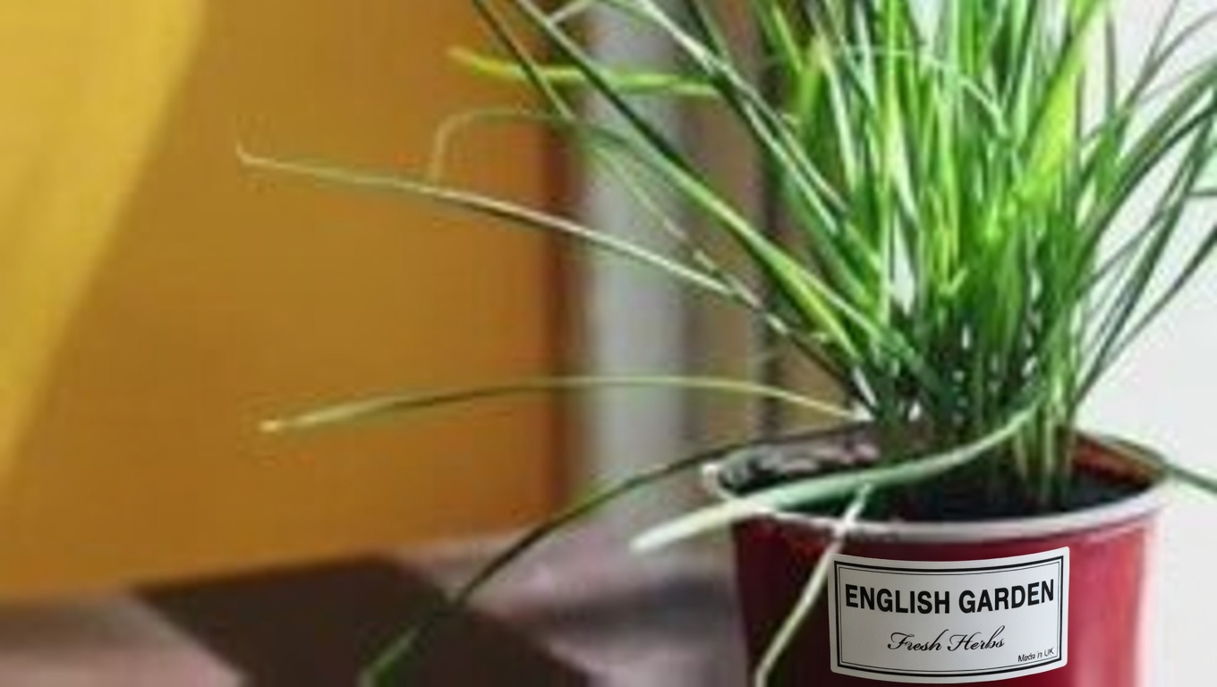 Yarrow: A Timeless Herbal Ally with Amazing Health Benefits