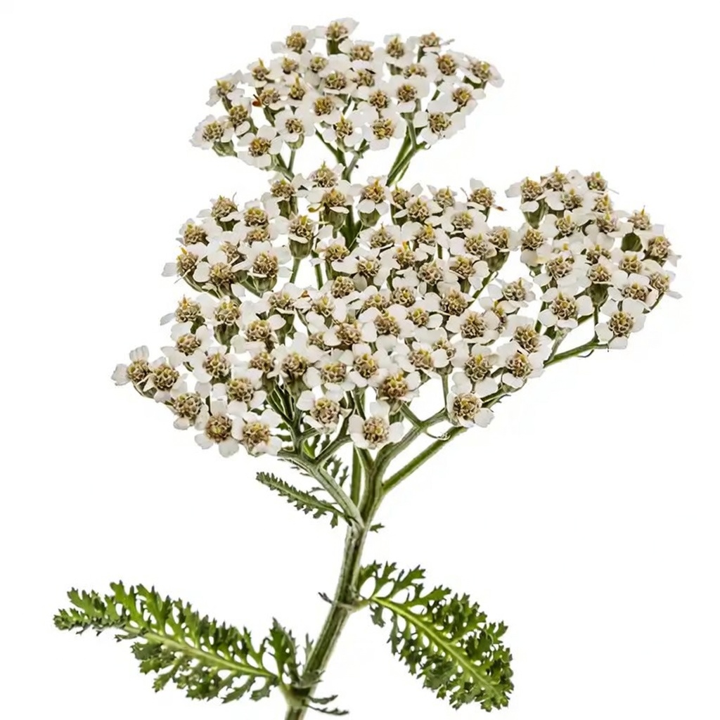 Yarrow: A Timeless Herbal Ally with Amazing Health Benefits