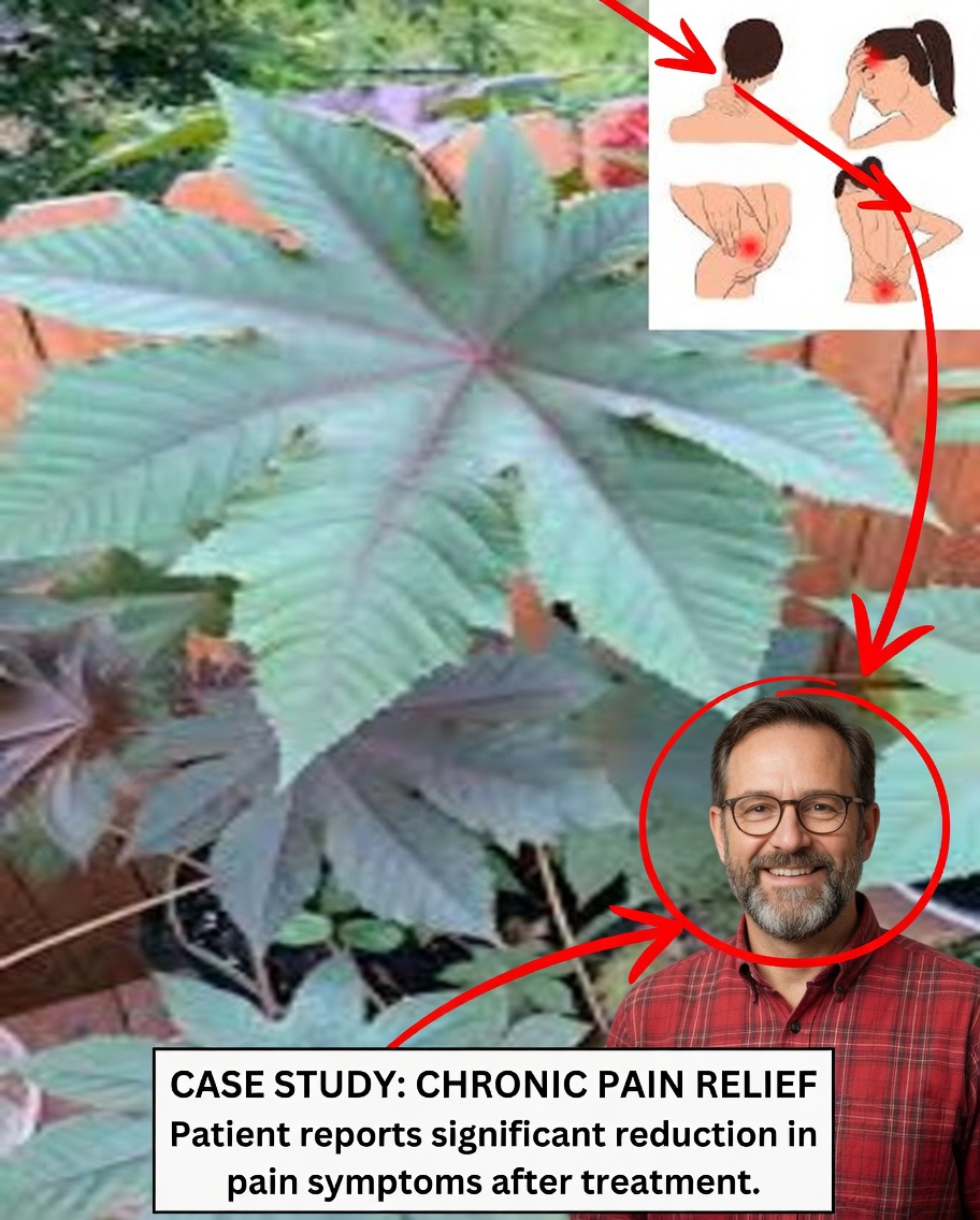 15 Incredible Benefits of Castor Leaves for Men and Women Over 30