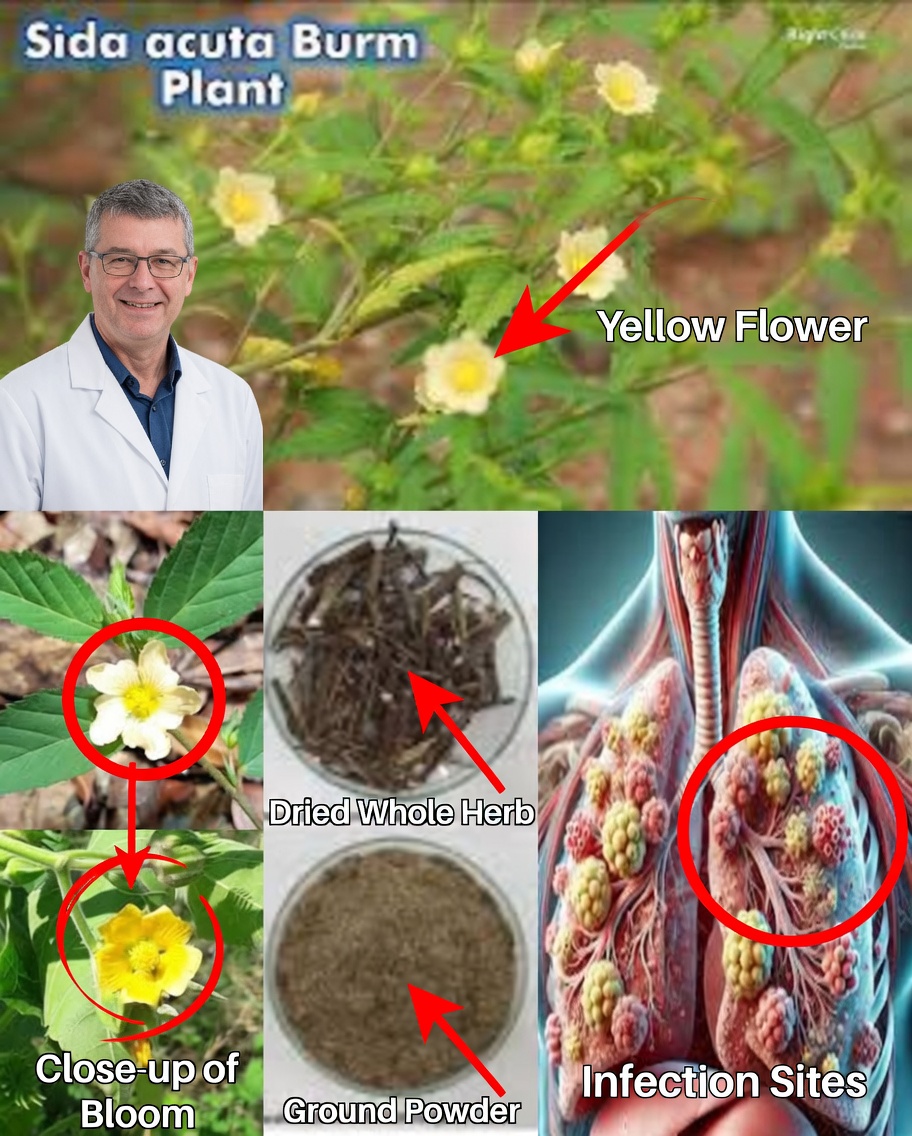 Benefits of Mahabala