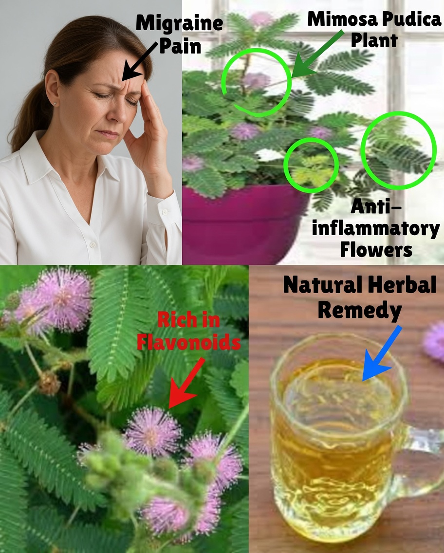 The Hidden Power of Mimosa Pudica: Nature’s Healing Herb