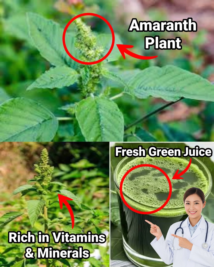 The Hidden Gem in Your Garden: Discover the Health Benefits of Pigweed