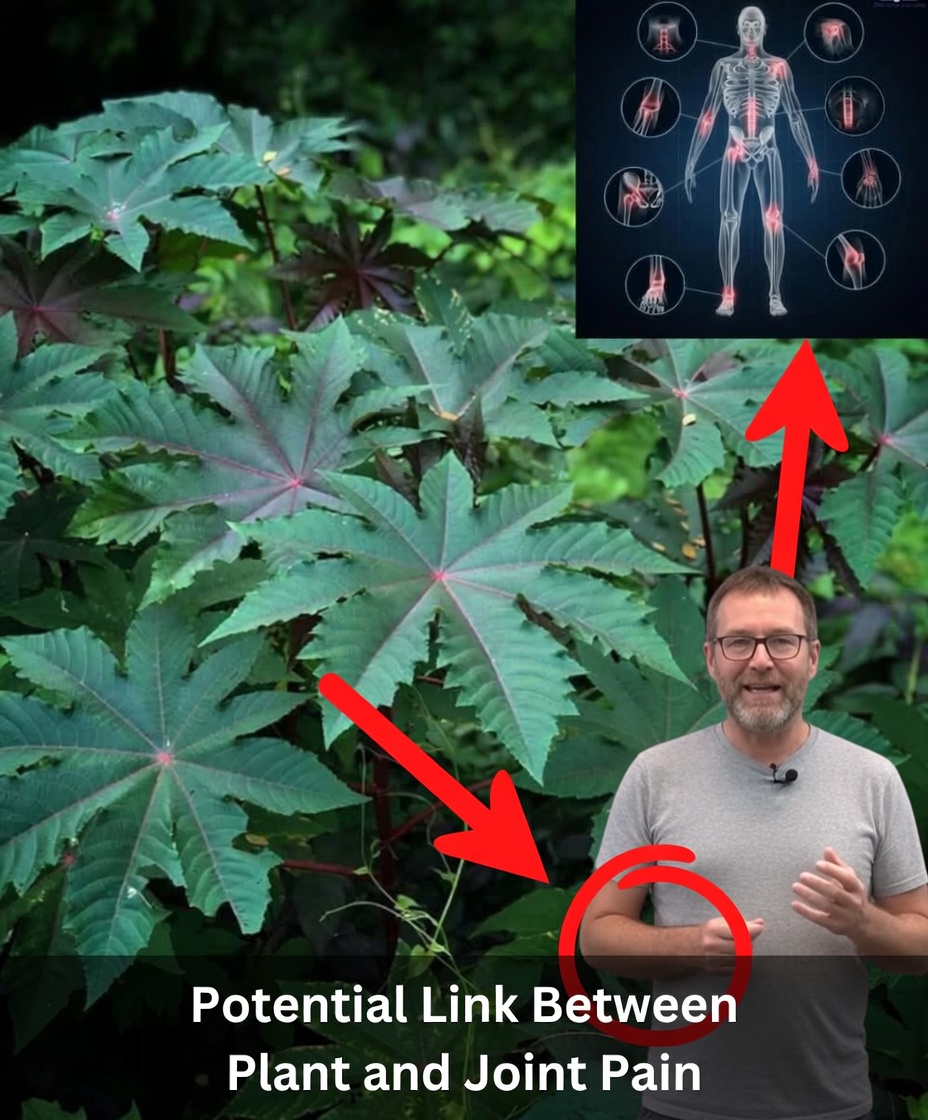 15 Incredible Benefits of Castor Leaves for Men and Women Over 30