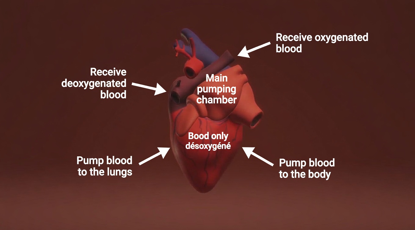 The Natural Antibiotic That Helps With Bladder and Kidney Infections Even After Just a Few Treatments