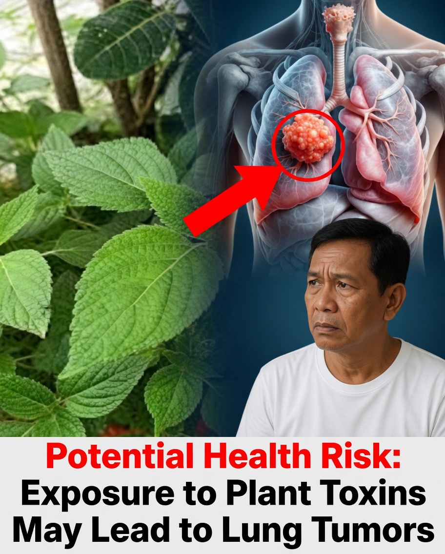 The Hidden Uses of Scent Leaf You Probably Didn’t Know!