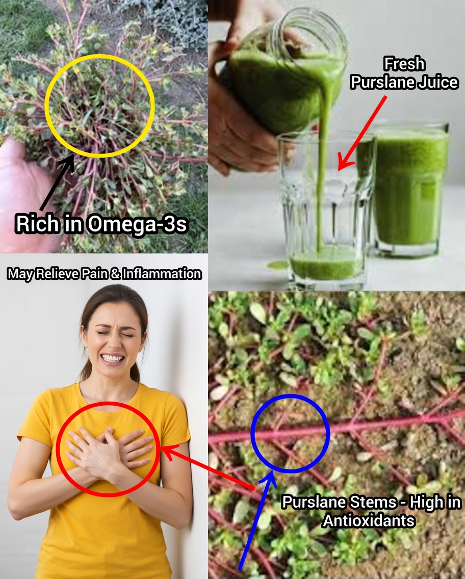 The Incredible Health Benefits of Portulaca Oleracea (Purslane)