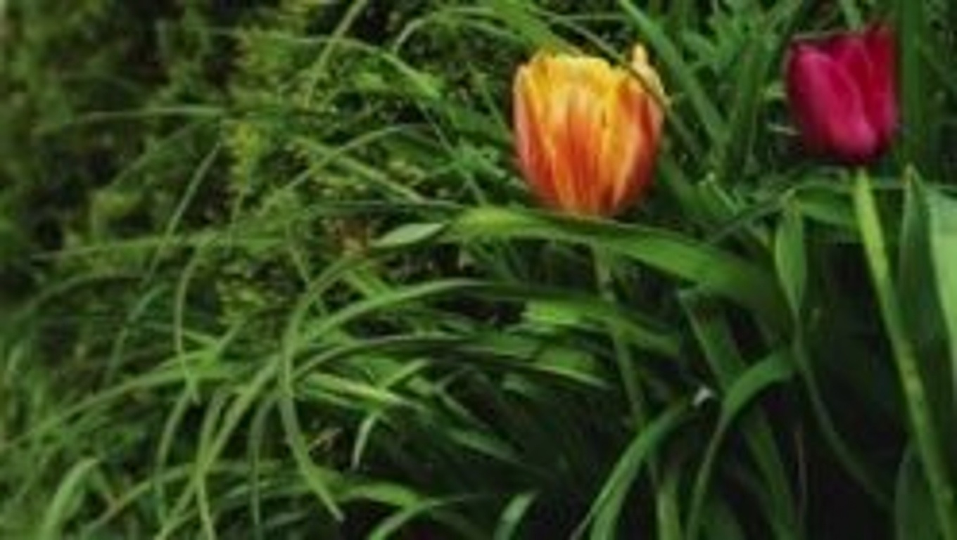 The Mighty Dandelion: Nature’s Hidden Treasure