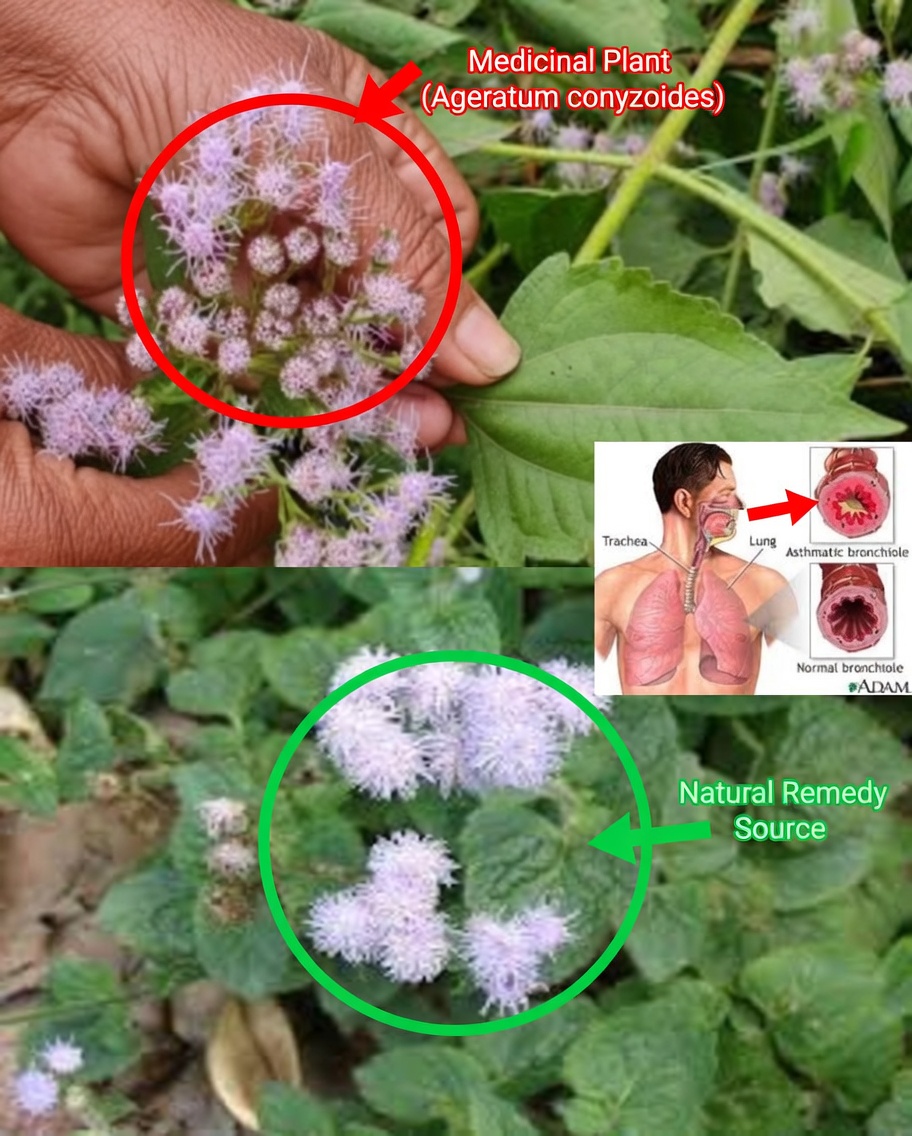 Health Benefits of Chromolaena Odorata