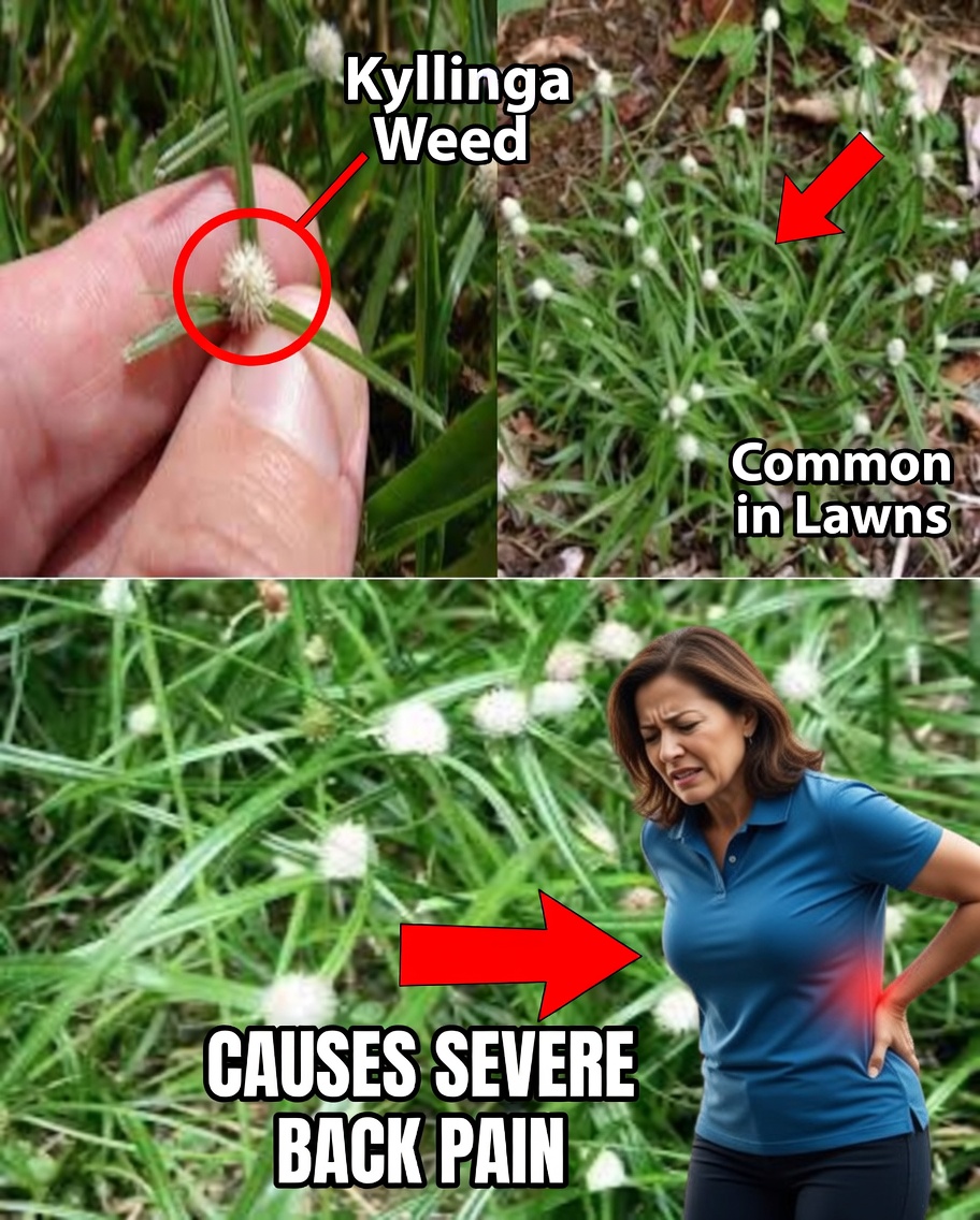 Kyllinga brevifolia, commonly known as green kyllinga or shortleaf spikesedge, is a resilient grass-like plant with remarkable medicinal properties