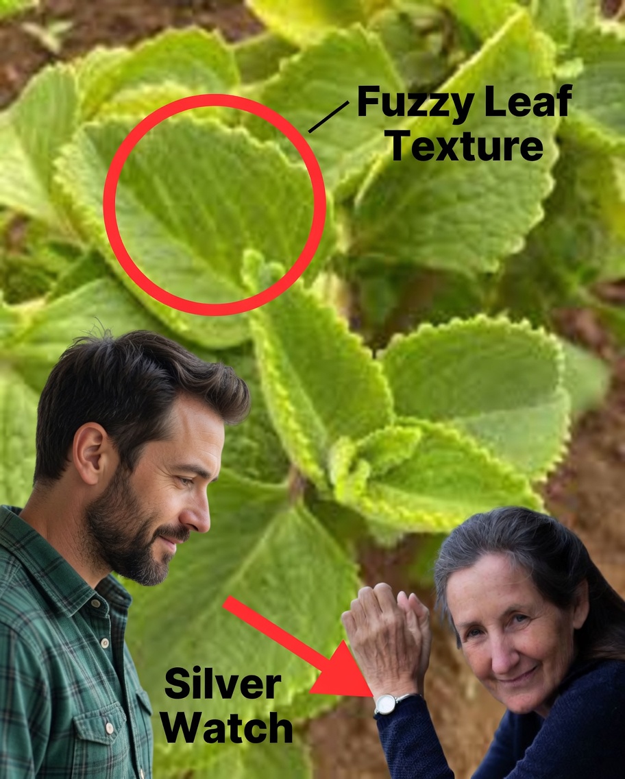 18 Reasons Why Oregano (Big-Leaf Oregano) Should Be a Staple in Your Home