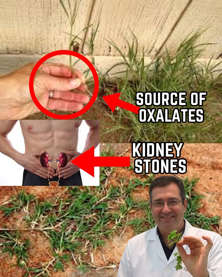 The Incredible Health and Environmental Benefits of Bermuda Grass You Need to Know