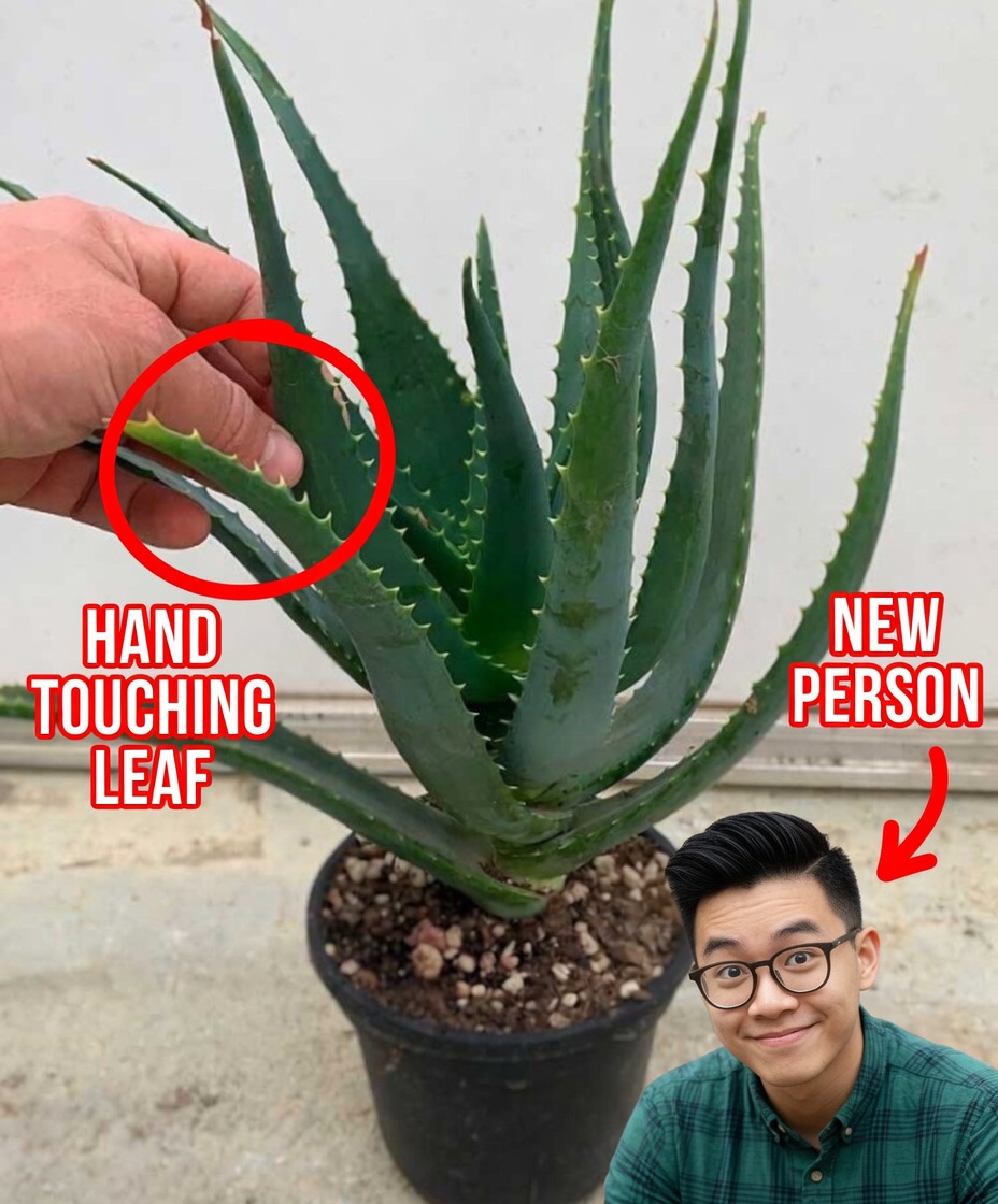 12 Amazing Ways Aloe Vera Can Boost Your Health and Well-being