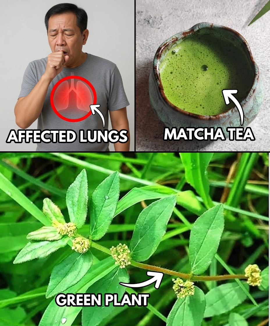 Euphorbia Hirta: Nature’s Remedy for Respiratory and Immune Health