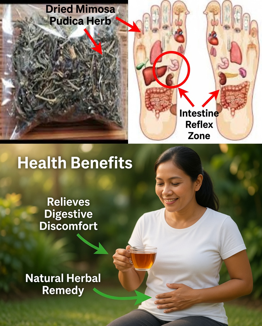 The Remarkable Health Benefits of Mimosa Pudica: Nature’s Healing Herb