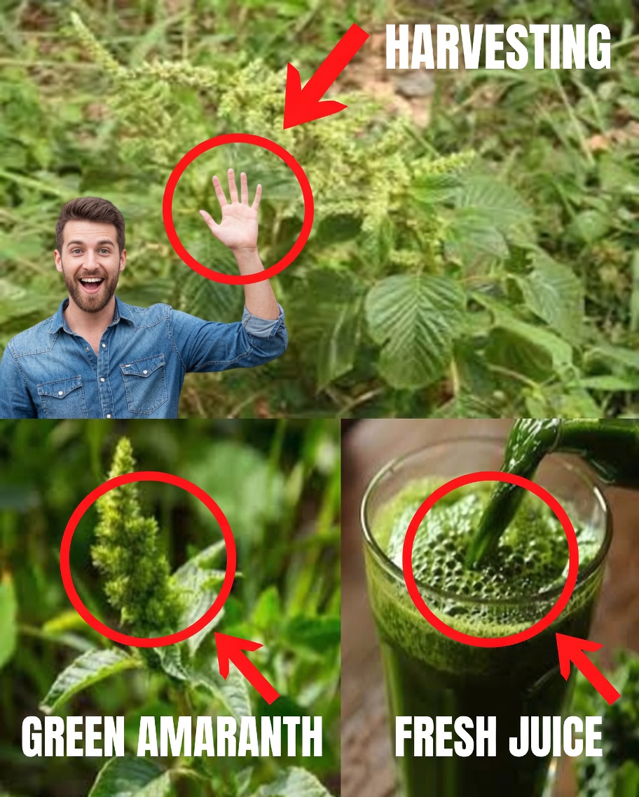 10 Powerful Health Benefits of Wild Mustard Greens You Should Know