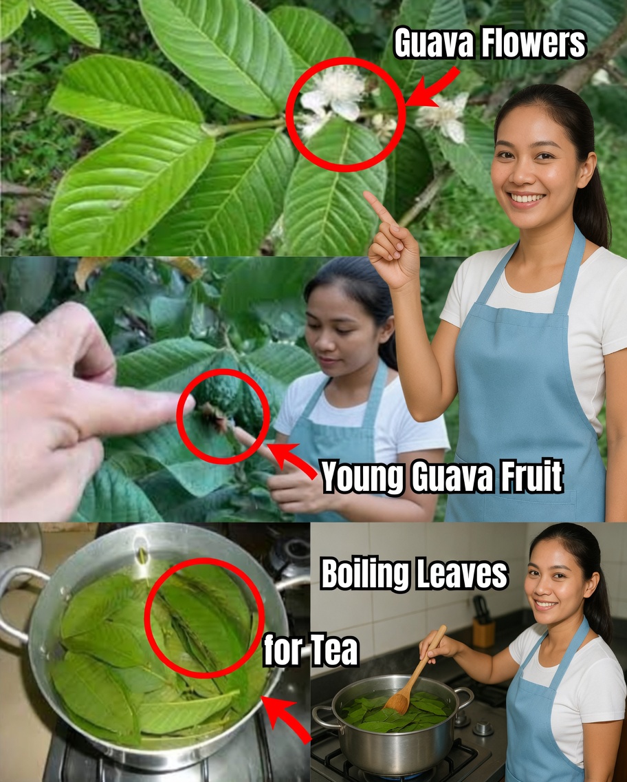 25 Incredible Benefits of Guava Leaves