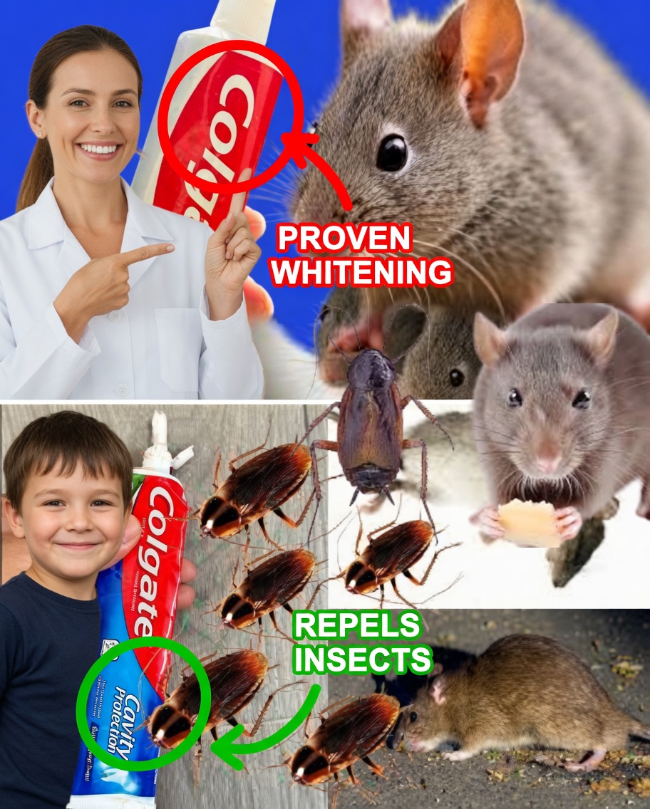How to Eliminate Cockroaches and Ants with the Toothpaste Trick…