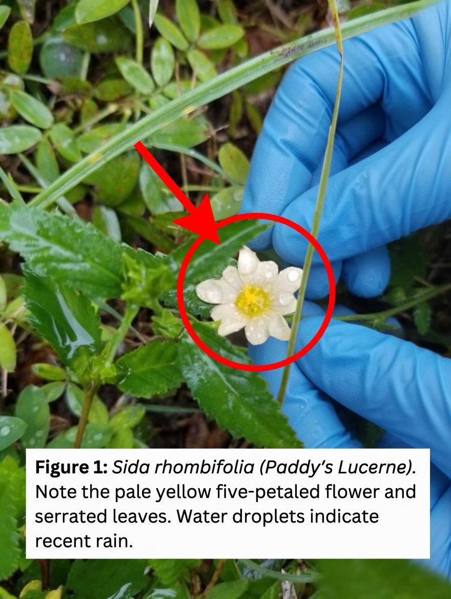 Unveiling 6+ Health Benefits of Sida Acuta: A Natural Remedy with Powerful Healing Properties