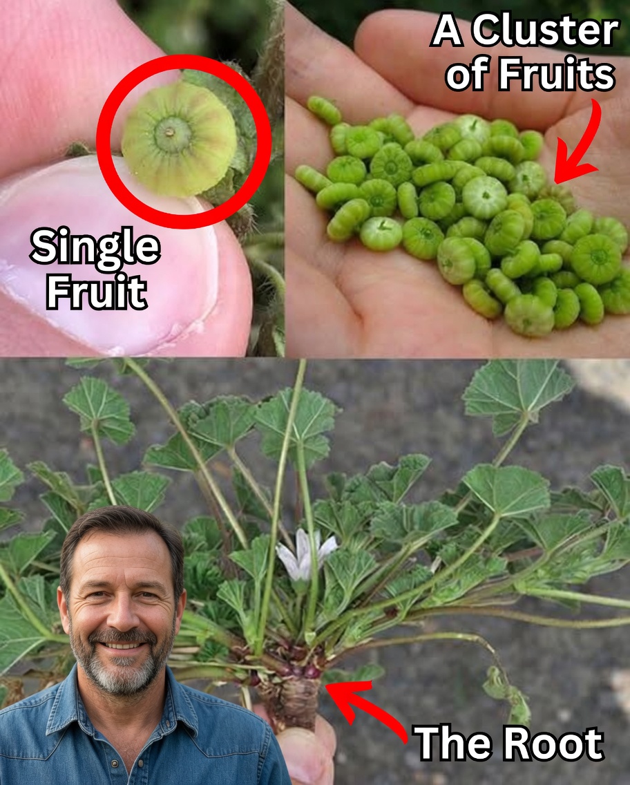 Unveiling the Green Marvel: The Top 10 Health Benefits of Common Mallow Leaves