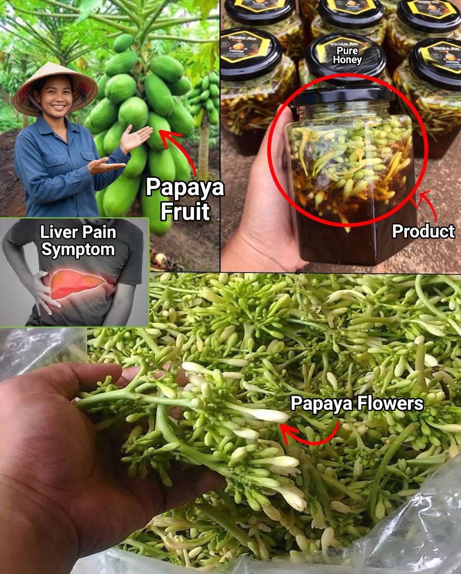 Benefits and Uses of Papaya Flowers Soaked in Honey