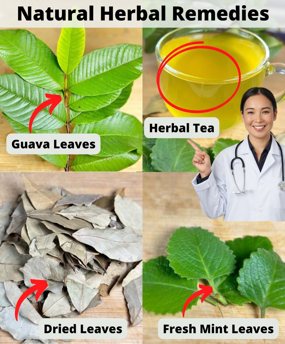 The Healing Leaves for All Your Ailments: Diabetes, Poor Circulation, Fatty Liver, High Blood Pressure, and Cancer.