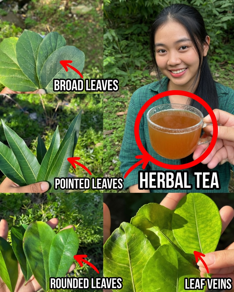 The Four Leaves That Eliminate Diabetes, Cancer, Fatty Liver, Poor Circulation, and High Blood Pressure Without Pills